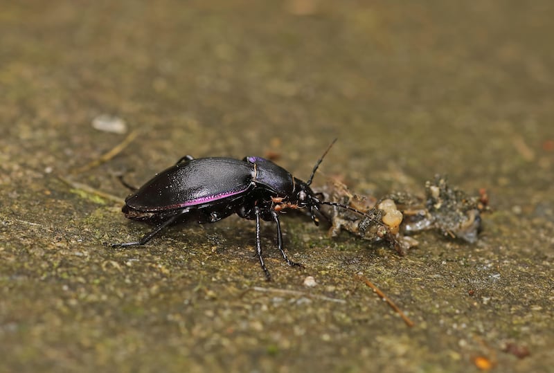 Ground beetles will eat slugs