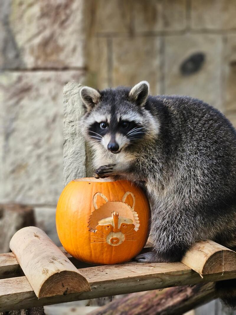 Four racoons escaped at the Isle of Wight attraction