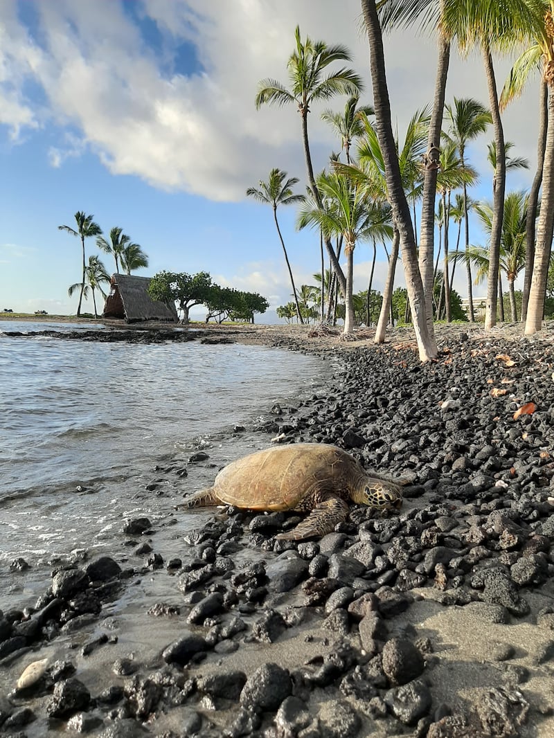 Green sea turtle on black sand beach – Credit_ Hawaii Tourism Authority (HTA) _ Kirk Aeder