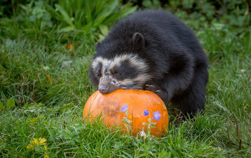 An Andean bear cub at Chester Zoo