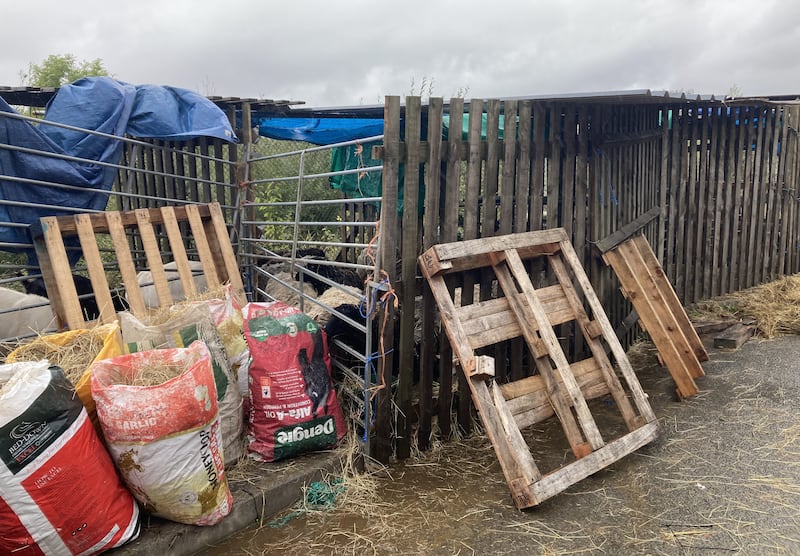 Animals in temporary pens after flooding