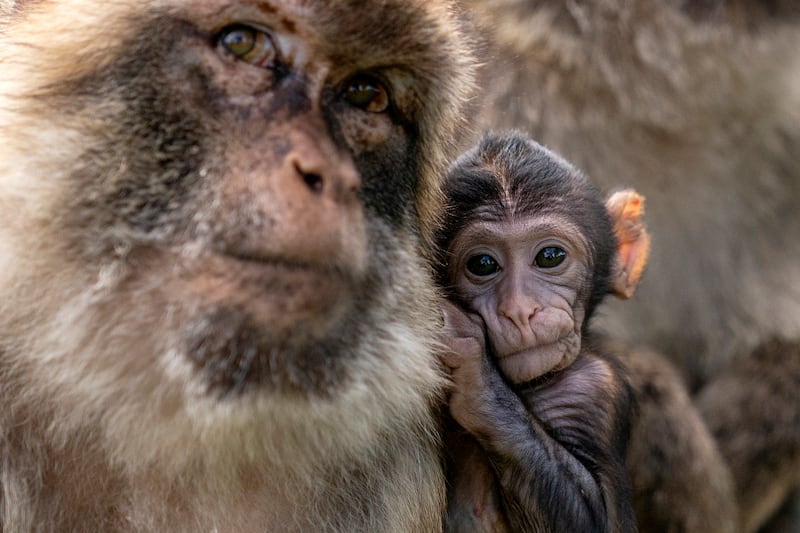 Hayley, a baby macaque who was born on May 13 at Blair Drummond Safari and Adventure Park, near Stirling, with her mother Orcus.