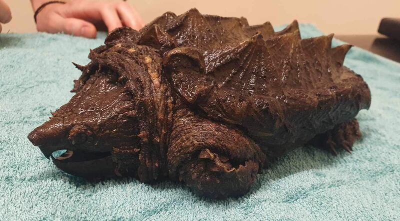 Dr Kate Hornby said the alligator snapping turtle could ‘certainly give you a nasty nip’
