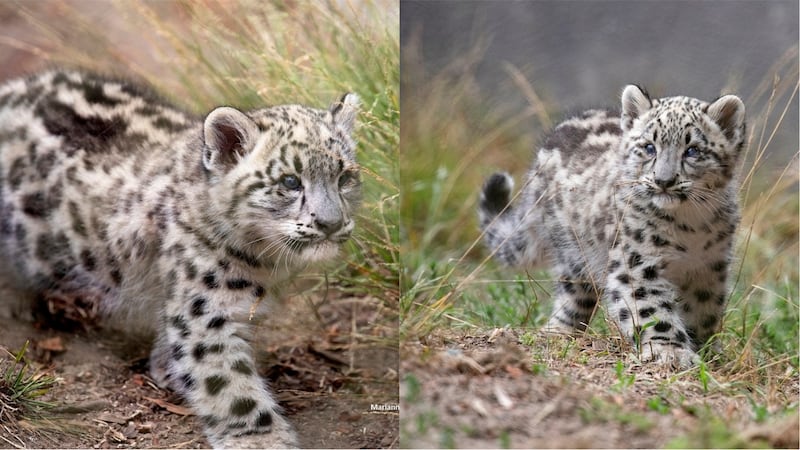 Two snow leopard cubs at San Francisco Zoo and Gardens