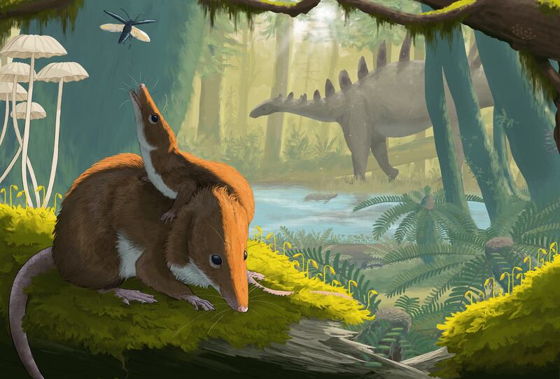 An artist’s impression of how the mammals, which lived 166 million years ago, might have looked