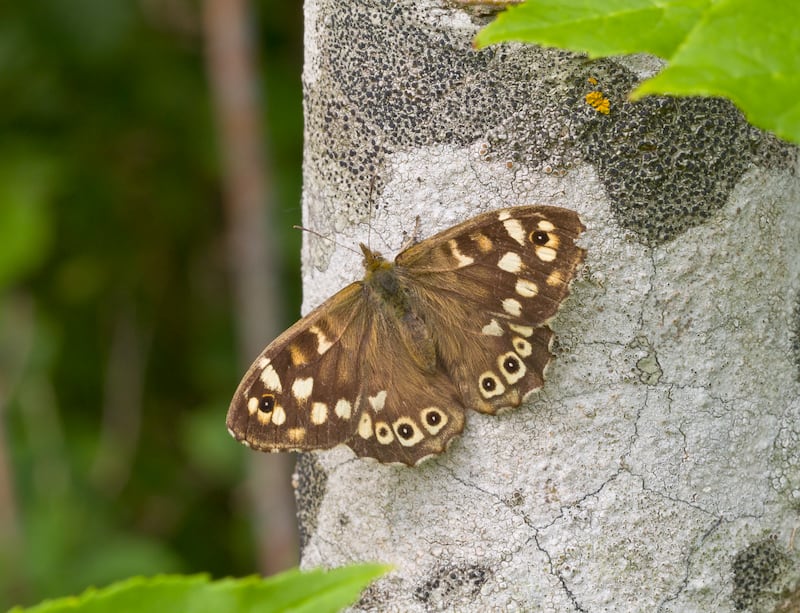 The endangered Speckled Wood butterfly