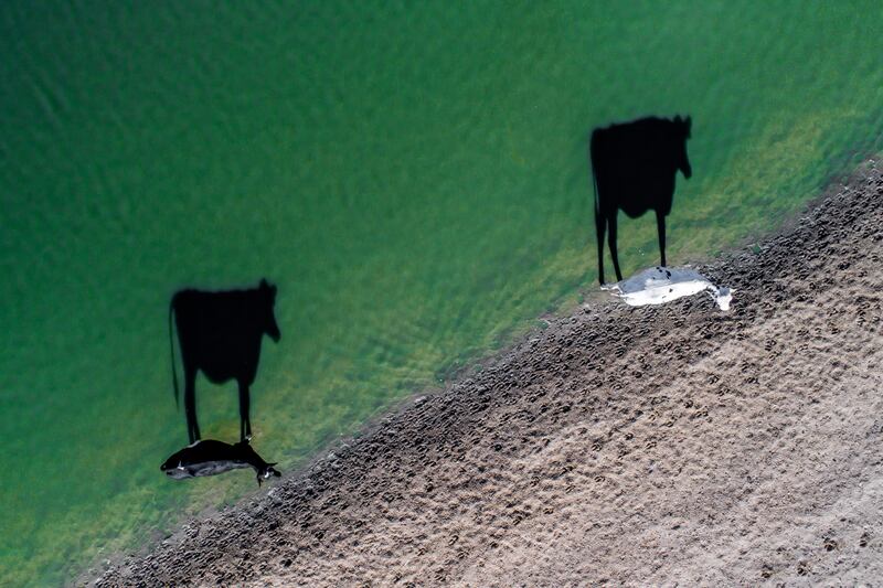 2nd place in the Creativity category Two Moo by Luke Bell (Luke Bell/Dronestagram)