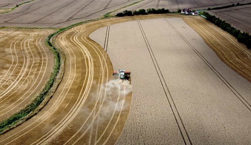 A combine harvester gathering in a crop of corn on the Romney Marsh in Kent