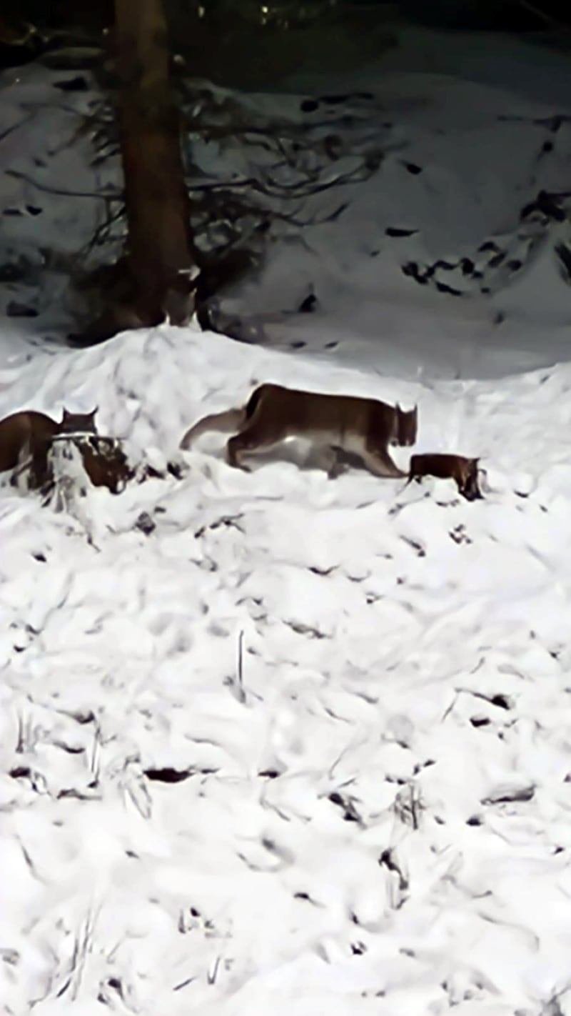 Two lynx spotted on Wednesday were captured on Thursday