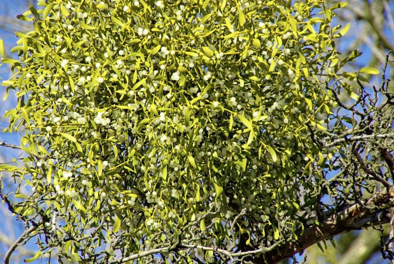 Mistletoe&#39;s bright green leaves and luminous sticky white berries stand out in the dead of winter 