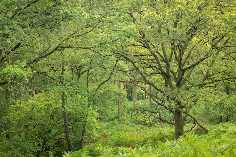 Less than 3% of England’s land is effectively protected for nature, report finds