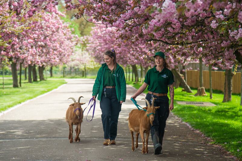 Goats being walked by zookeepers