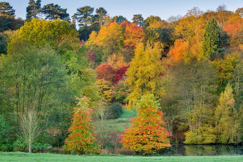 Views like this from Rowe’s Flashe Meadow at Winkworth Aboretum, Surrey could be expected this autumn (National Trust Images/Andrew Butler)