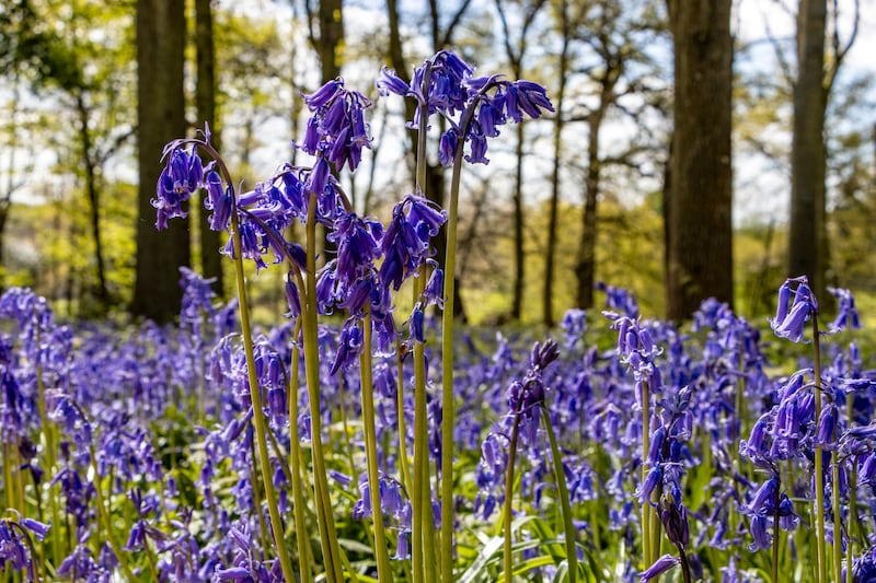 Bluebells flowered later due to the cool wet spring, the trust said