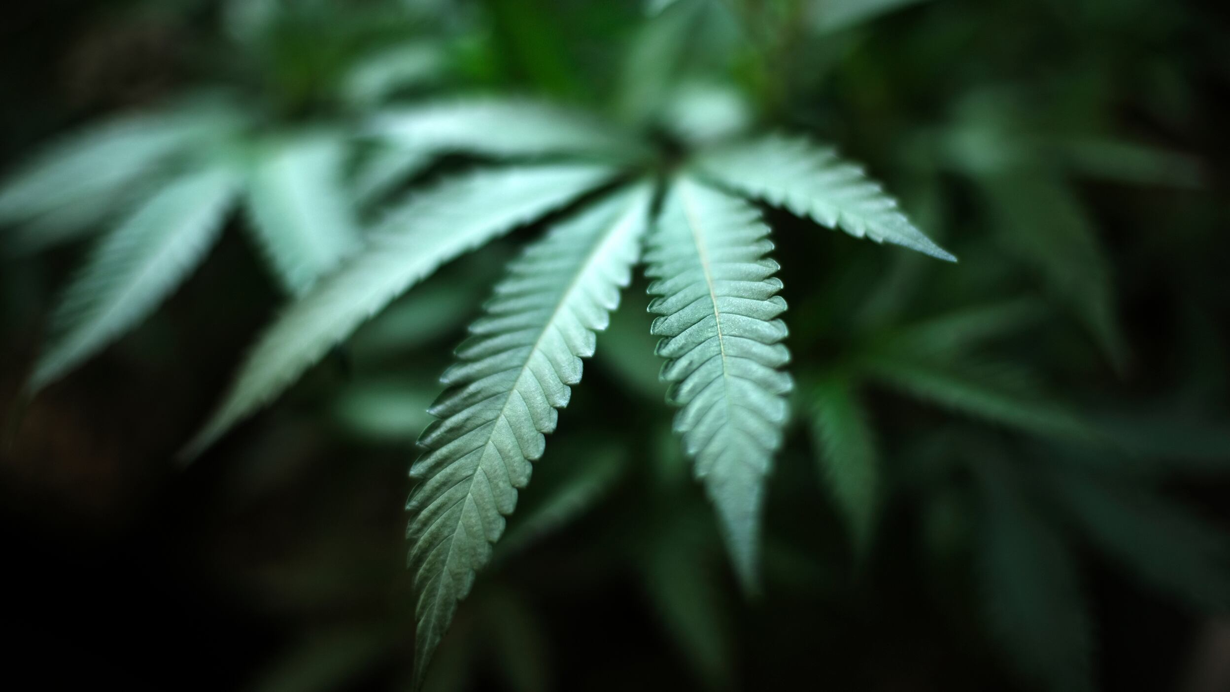 An indoor cannabis farm in California (AP)