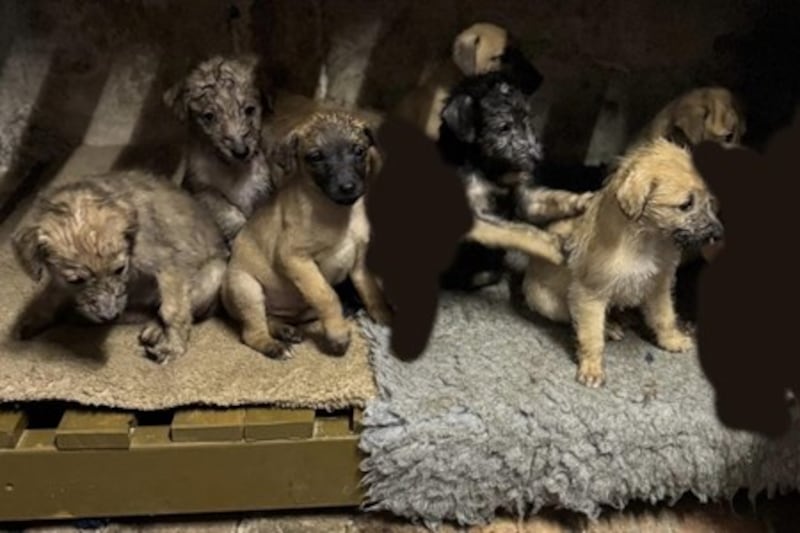 The lurcher puppies were reported stolen from Shroton in Dorset on December 28