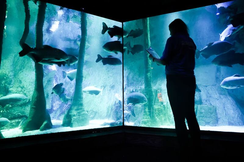 The annual ‘count and clean’ at Sea Life in London 