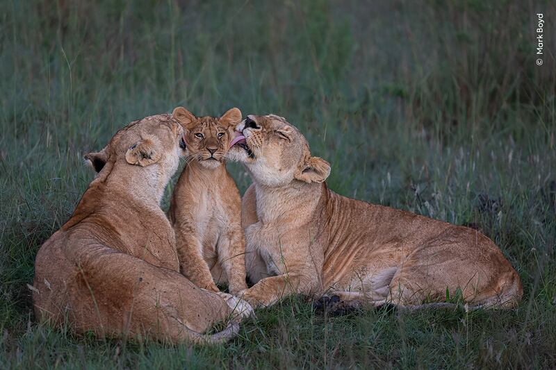 Among the top images in the public vote was this shot of two lionesses grooming a lion cub