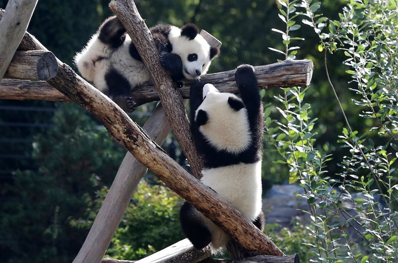 Panda bear cubs Pit, right, and Paule, left, were born in August 2019 (Michael Sohn/AP)