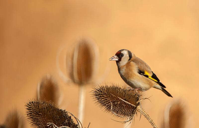 A goldfinch on a teasel head