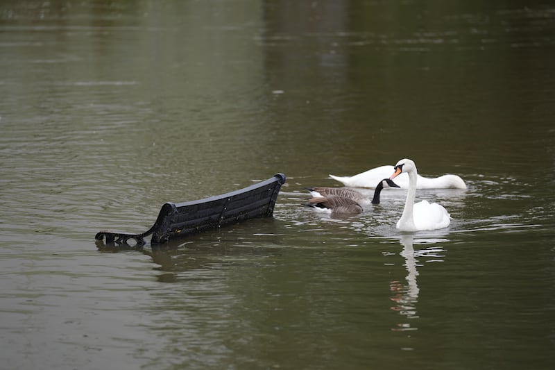 Swans swim past a bench submerged in flood water in Wellingborough, Northamptonshire