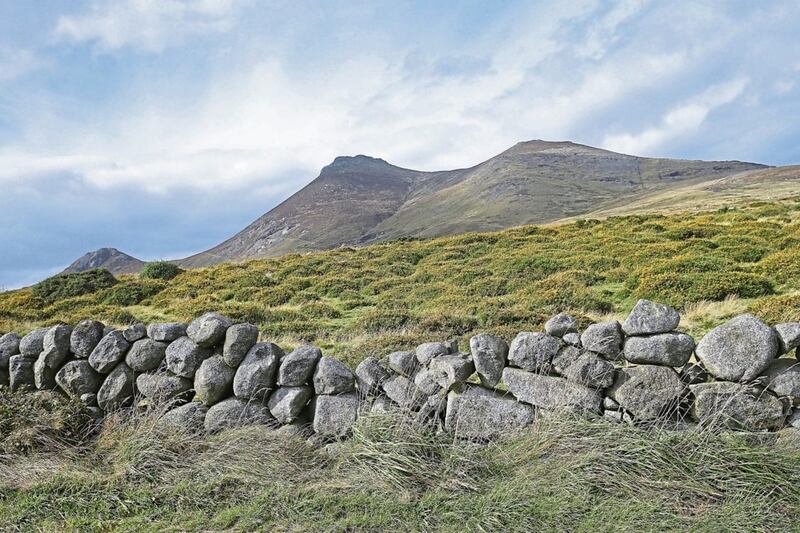 Stone walls and gorse lead the way to Slieve Binnian in the Mourne Mountains; stone walls remind Nuala of the sense of time passing - and standing still. Picture by Mal McCann 