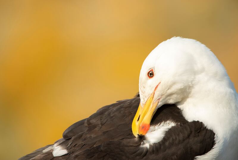 Great black-backed gull Larus marinus, adult preening its feathers in Great Saltee, Ireland. (Ben Andrew/RSPB)