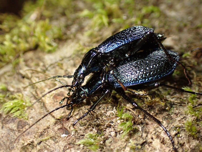 Blue ground beetles are a sign of healthy rainforest