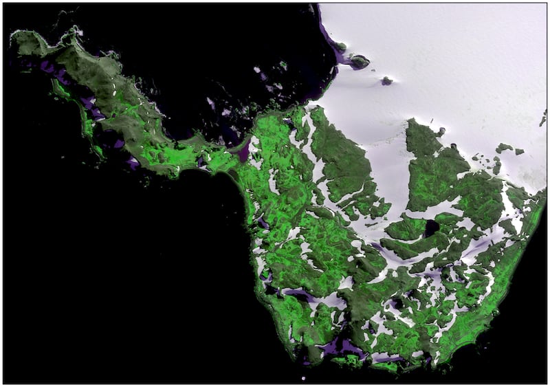 A satellite image of Robert Island, in the Antarctic Peninsula, showing areas of vegetated land in bright green (WorldView-2/DigitalGlobe)