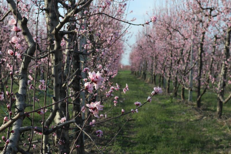 The AI system has been trialled in peach orchards in Spain