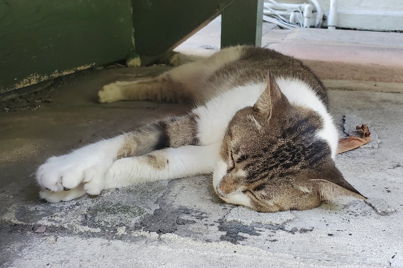 A polydactyl cat at the Hemingway Home & Museum in Key West (David Fischer/AP)