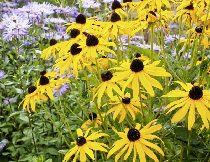 Rudbeckia in a prairie planting 