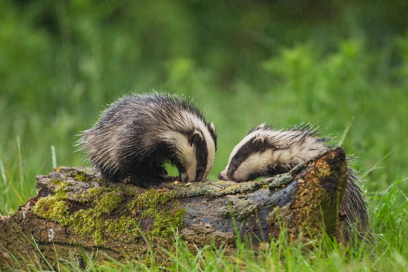 Despite their protected status, badgers are illegally killed and abused