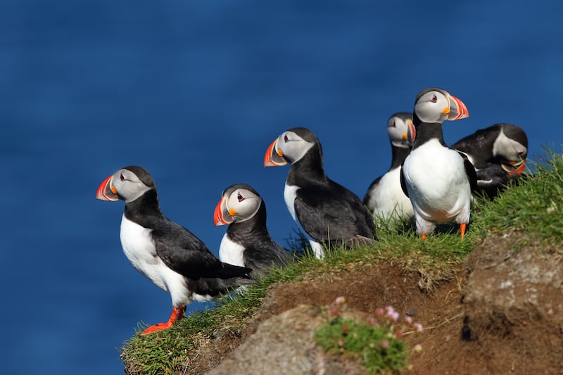 I’ve only seen a colony of puffins once at the bottom of the Slieve League cliffs and these little clowns of God were ducking and diving not one bit scared of the boat bobbing amongst them