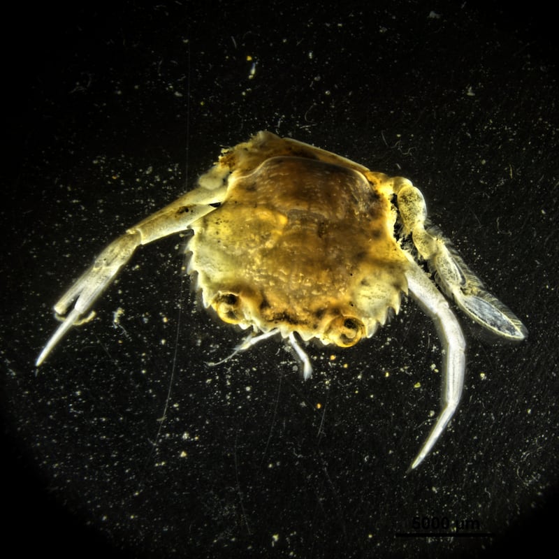 Researchers from the University of Essex took samples from the seabed near one of the UK’s oldest active offshore windfarms, with a masked crab pictured.