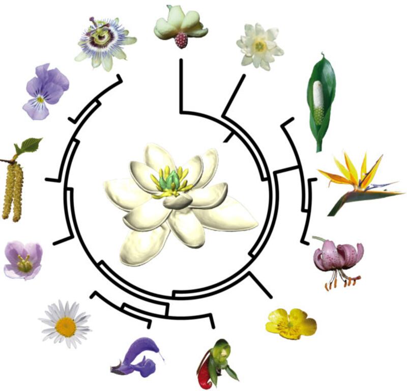 All flowers come from this 140 million-year-old bloom, scientists have discovered