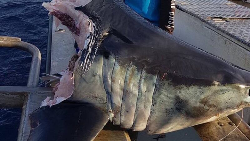 Huge severed shark head goes viral as people speculate about what ate it –  The Irish News