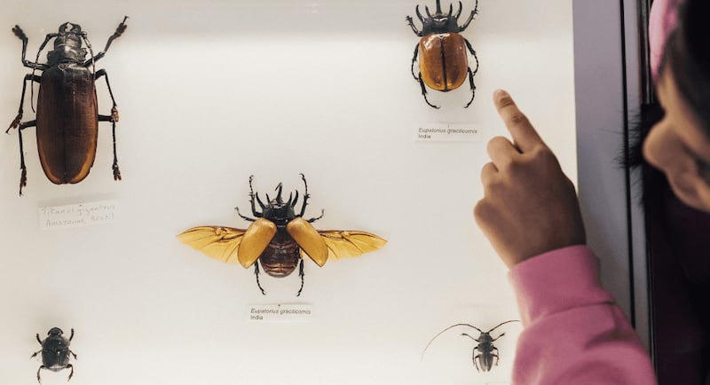 You can explore a variety of museum objects up-close from animal skulls to insects