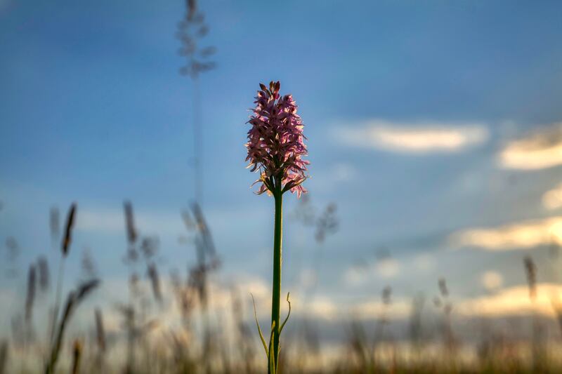 Common spotted orchids near the 11th Tee at Lewes Golf Club