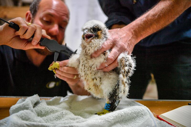 Peregrine chicks at Salisbury Cathedral