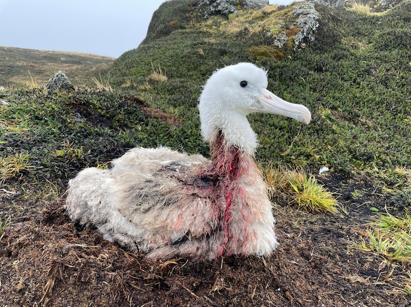 The albatross chick attacked by mice succumbed to its injuries