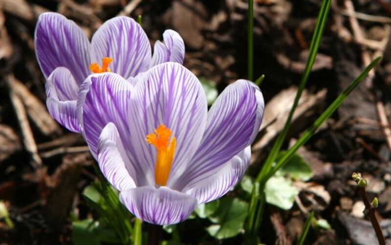 Crocuses