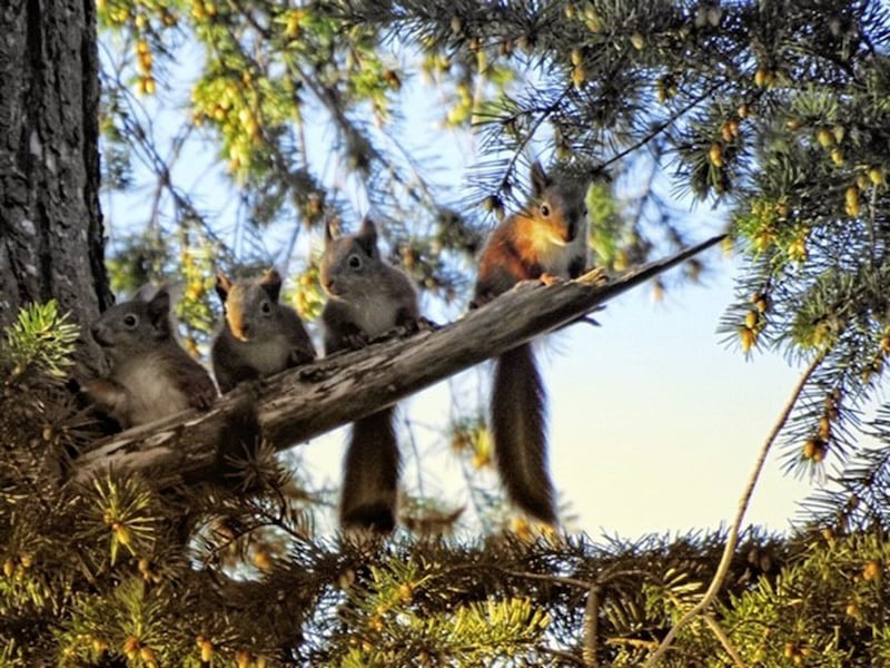 Zoo-bred red squirrels thriving in Montalto Estate, Ballynahinch 