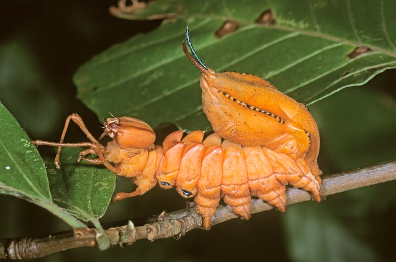 The lobster moth gets its name from its lobster-looking caterpillar