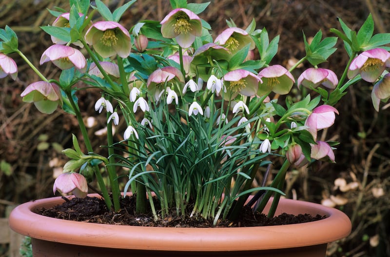 Hellebores and snowdrops work well together