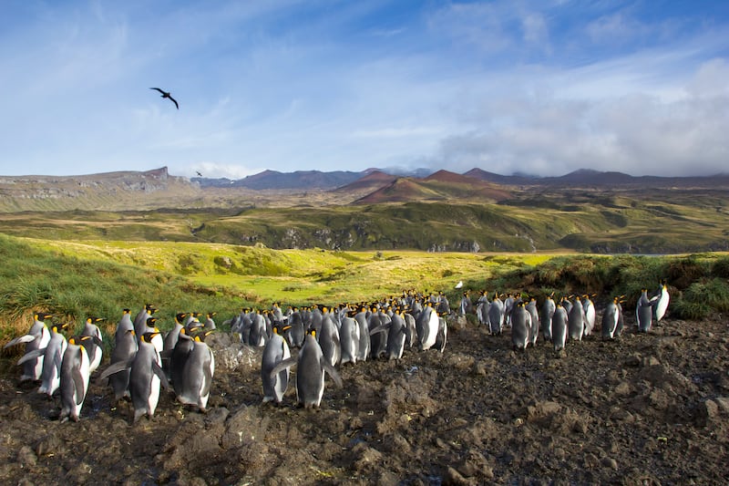 Marion Island is rich in birdlife, including King Penguins