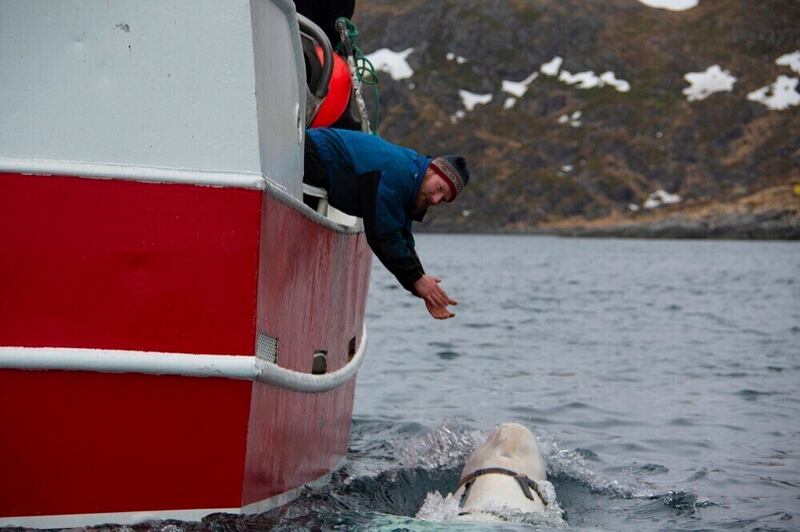 The whale was wearing a harness when it was first spotted (Jorgen Ree Wiig/ Norwegian Directorate of Fisheries/AP)