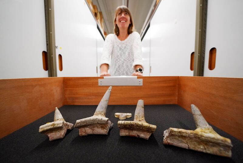 Dr Susannah Maidment at the Natural History Museum