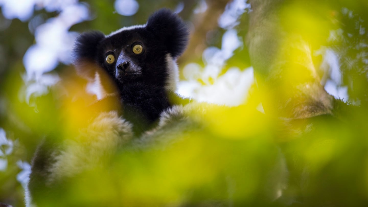 Singing lemurs who live in Madagascar shed light on how humans evolved to create music