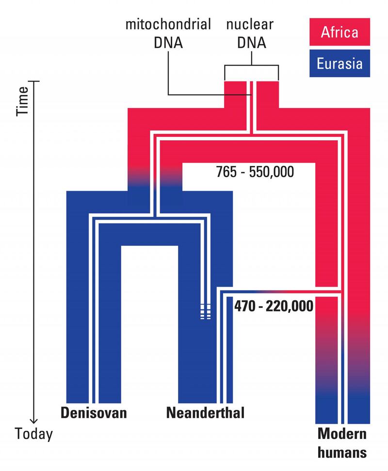 A representation of the evolutionary scenario for mitochondrial and nuclear DNA in archaic and modern humans.